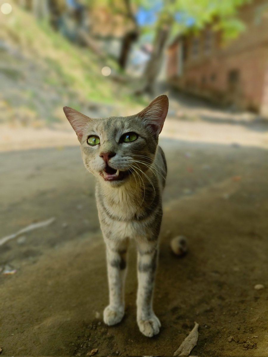 aadie88's tweet photo. Magic eyes 
#CatsOnx https://t.co/cgG4qPjuLZ