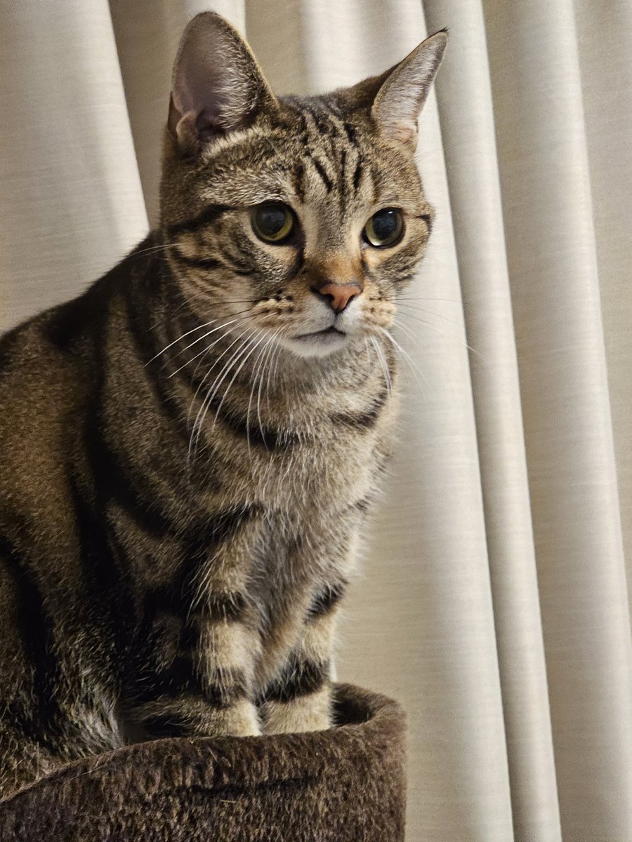 roy_cutecat's tweet photo. お久しぶりです！
我が家のにゃんこたちは相変わらず元気です✨
キャットタワーが大好きなロイ😽💕

#猫 #猫好きさんと繋がりたいたい #アメリカンショートヘア #americanshorthair https://t.co/zgmPiFRLo2