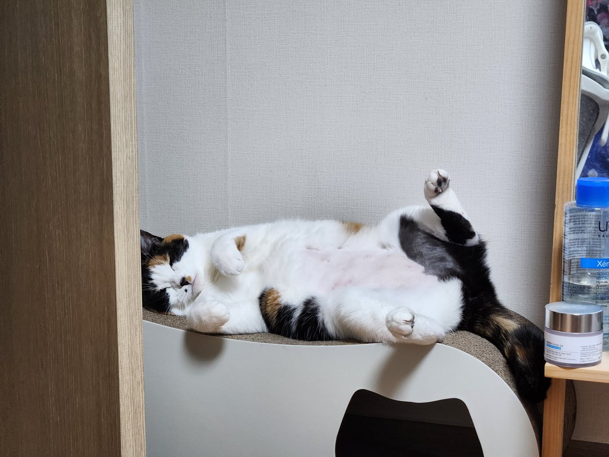 Joo_mangee's tweet photo. 잘자는 고양이 https://t.co/EXe1bDj8SW