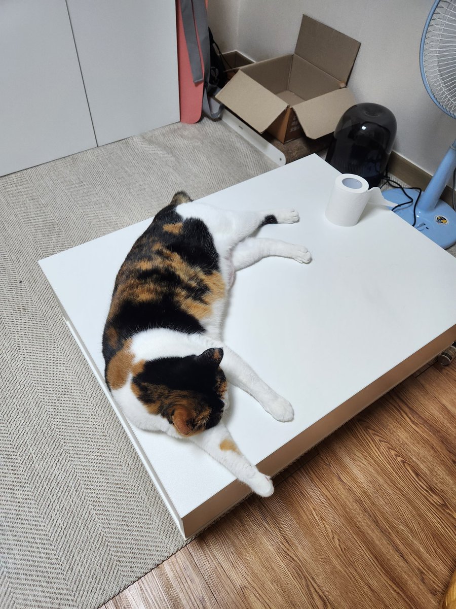 Joo_mangee's tweet photo. 잘자는 고양이 https://t.co/EXe1bDj8SW