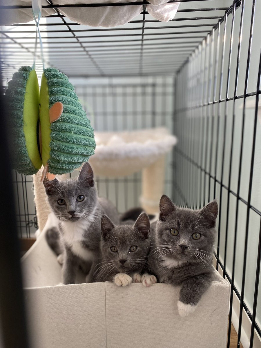 catturd2's tweet photo. Cats for Trump https://t.co/6rruuS6yrT