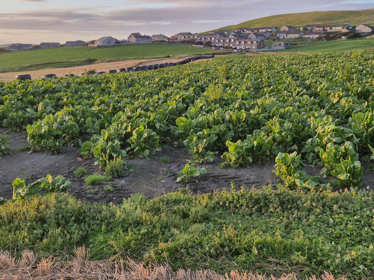 That should be feed set out for 30 cows for 100 days. 
Almost looking forward to the winter routine now!