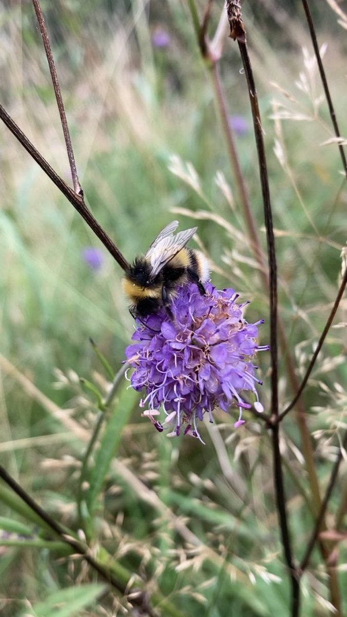 Charlotte Rankin tweet media