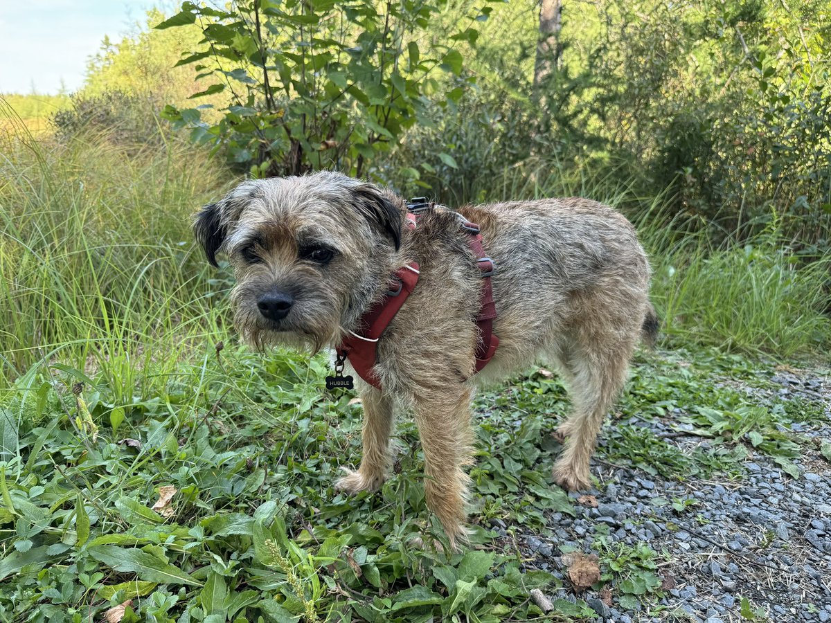 Hubble_BTerrier's tweet image. After two days of rain, it was nice to get out on the trail this afternoon. 😁🐾🐾🐾 #NSTrails