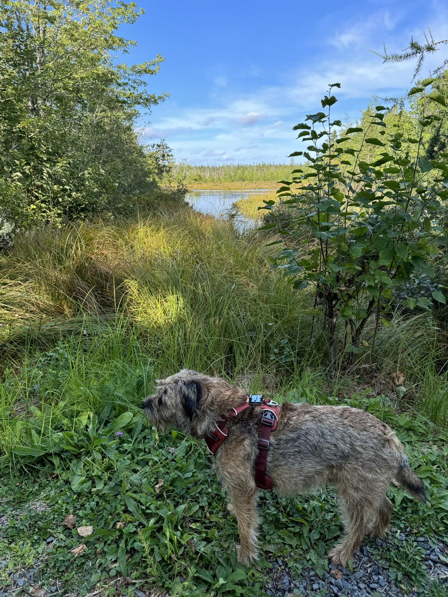 Hubble_BTerrier's tweet image. After two days of rain, it was nice to get out on the trail this afternoon. 😁🐾🐾🐾 #NSTrails
