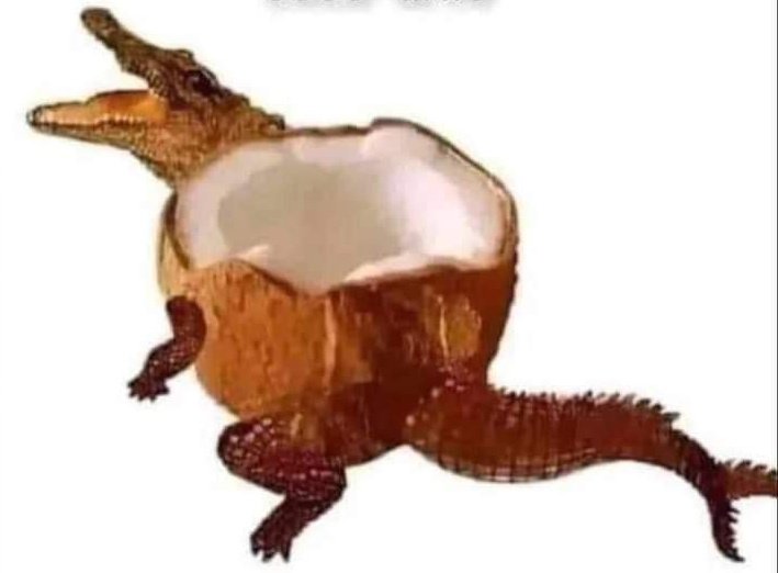 Mientras estoy buscando un buen meme para publicarl , Miren un COCO-DRILO 🥥🐊🤭👇