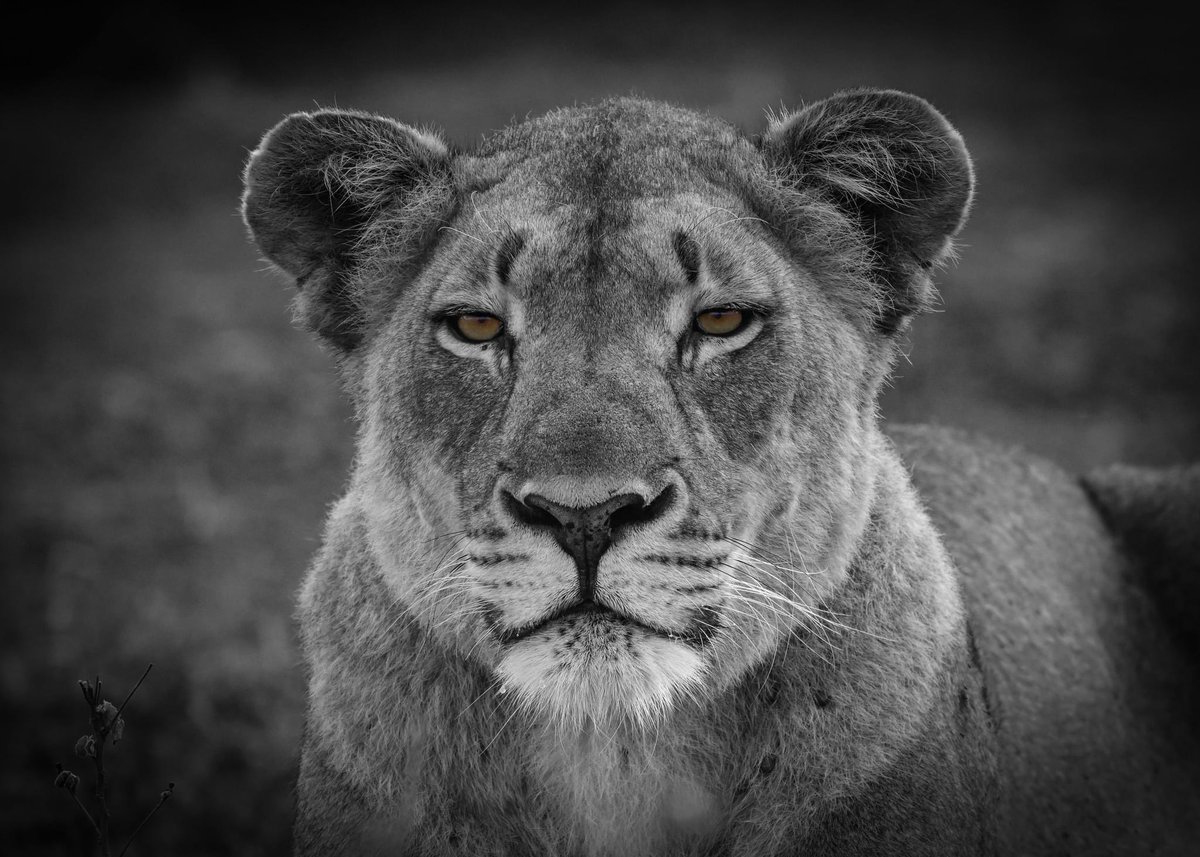 AdrianHowes's tweet image. Lion, South Africa 2024 #lions #lions #cats #bigcats #bbcbigcats