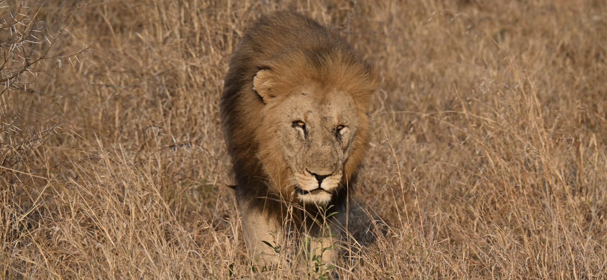 AdrianHowes's tweet image. Lion, South Africa 2024 #lions #lions #cats #bigcats #bbcbigcats