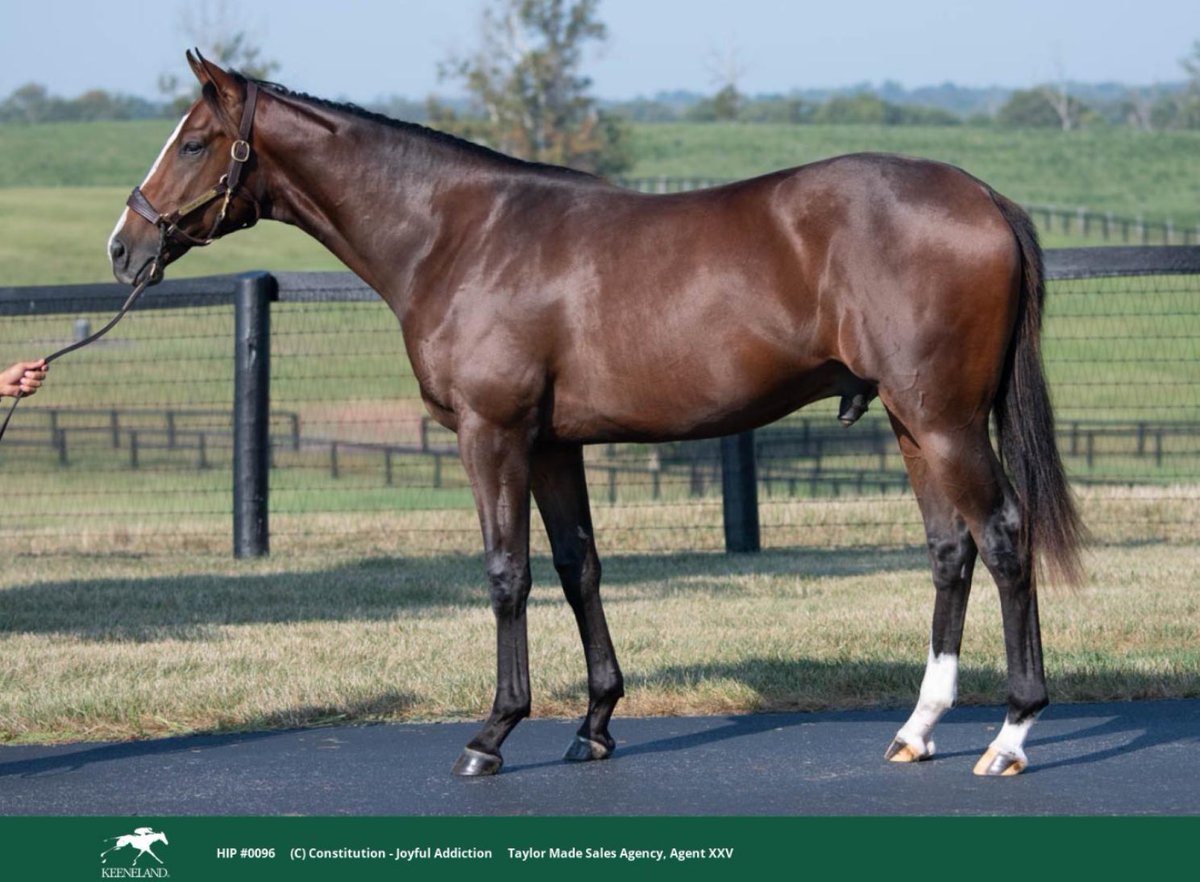 WinStarFarm's tweet photo. HIP 96 by CONSTITUTION keeps the momentum going as he sells for $500,000 to Steve Young!
#FutureisNow #PrimaryResults https://t.co/8MAX0MXkwv