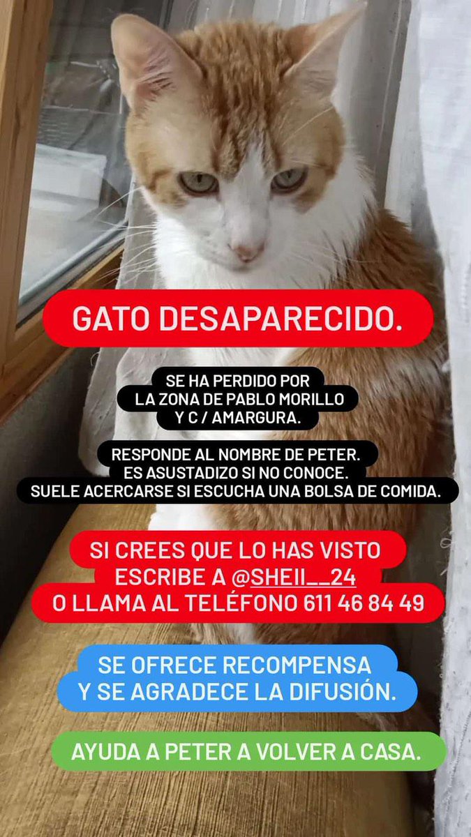 AYUDA!!! Gato perdido. Contacto post