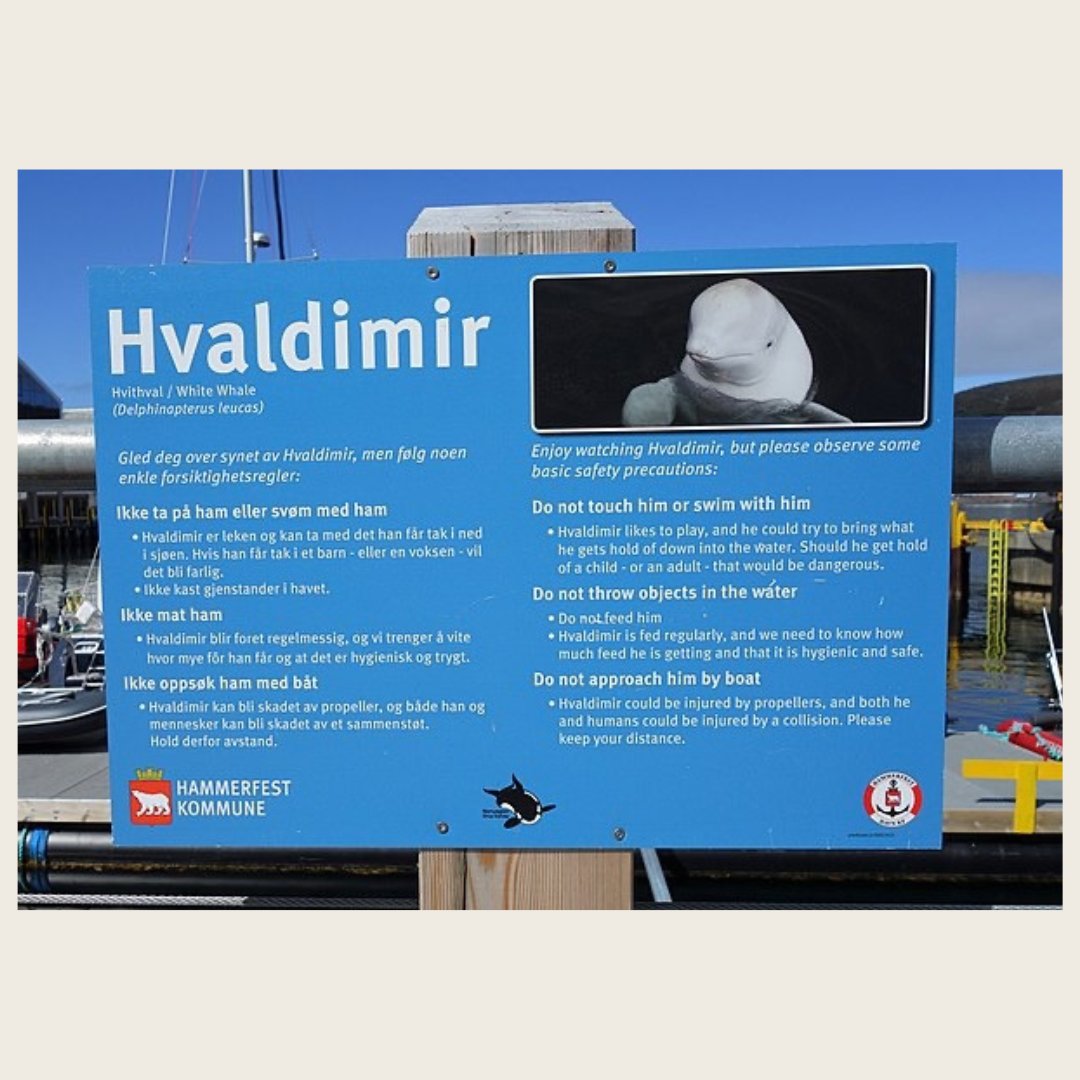 Article Title: Russia’s Alleged Spy Whale
Hvaldimir Has Died

"The alleged Russian spy whale Hvaldimir, was found
dead off the southwestern coast of Norway on Aug. 31.
The circumstances of his death are uncertain."

Link in bio to read more!