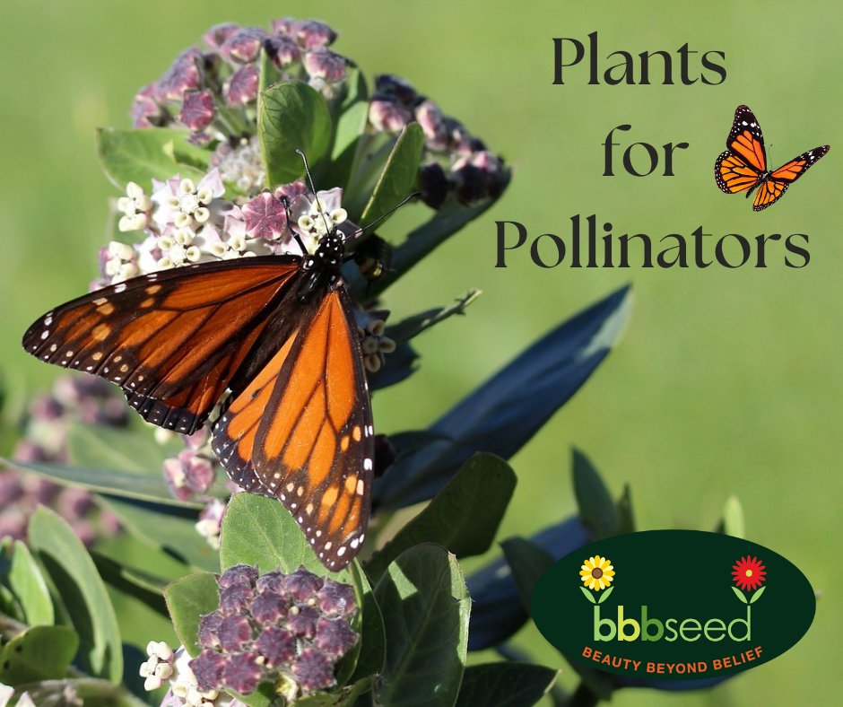 BBB Seed (@bbbseed) on Twitter photo 