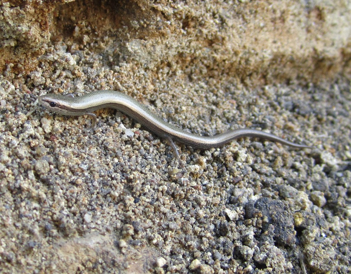 İnce kertenkele #ablepharuskitaibelii #europeancopperskink #juniperskink