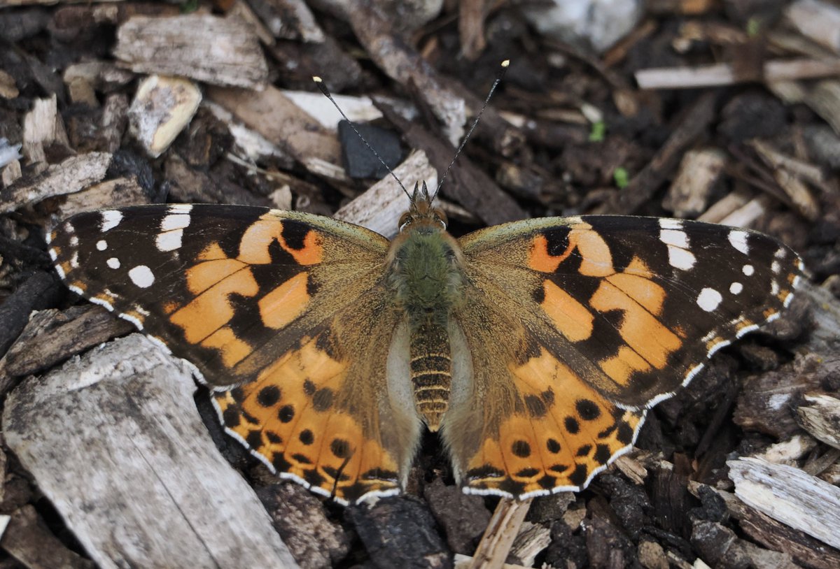 Emelsea's tweet photo. At last a 2024 Painted Lady! @TrescoGarden 9.9.24
@savebutterflies @Cornwall_BC @ScillyWildlife @ukbutterflies @europebutterfly https://t.co/APiFTb5z8c