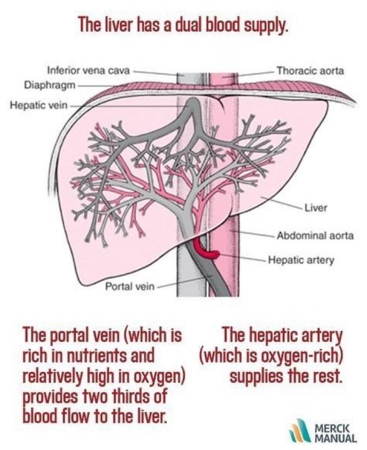 Hepatic Artery Proper And Common Hepatic Artery
