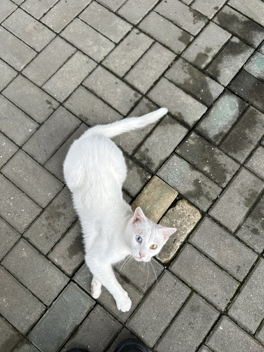 durdenovodevce's tweet photo. ke mne do prace prisla nejkrasnejsi kocicka🥹 https://t.co/quJRRh7XkJ