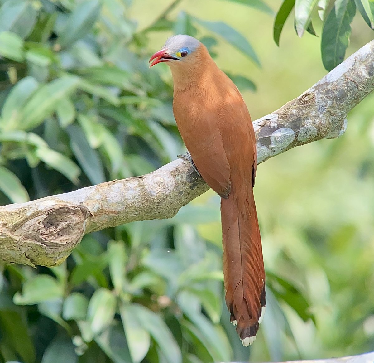 ENatureTours's tweet photo. Black-bellied Cuckoo

Beautiful Cuckoo from the Amazon rainforest and very little known.

Napo Wildlife Center, Ecuador 🇪🇨 

Ecuador Nature Tours
Birding, bird photography and natural history tours.

#BirdsSeenIn2024 #birding #birdwatching #birds #birdphotography https://t.co/lFXDp1g7Iq