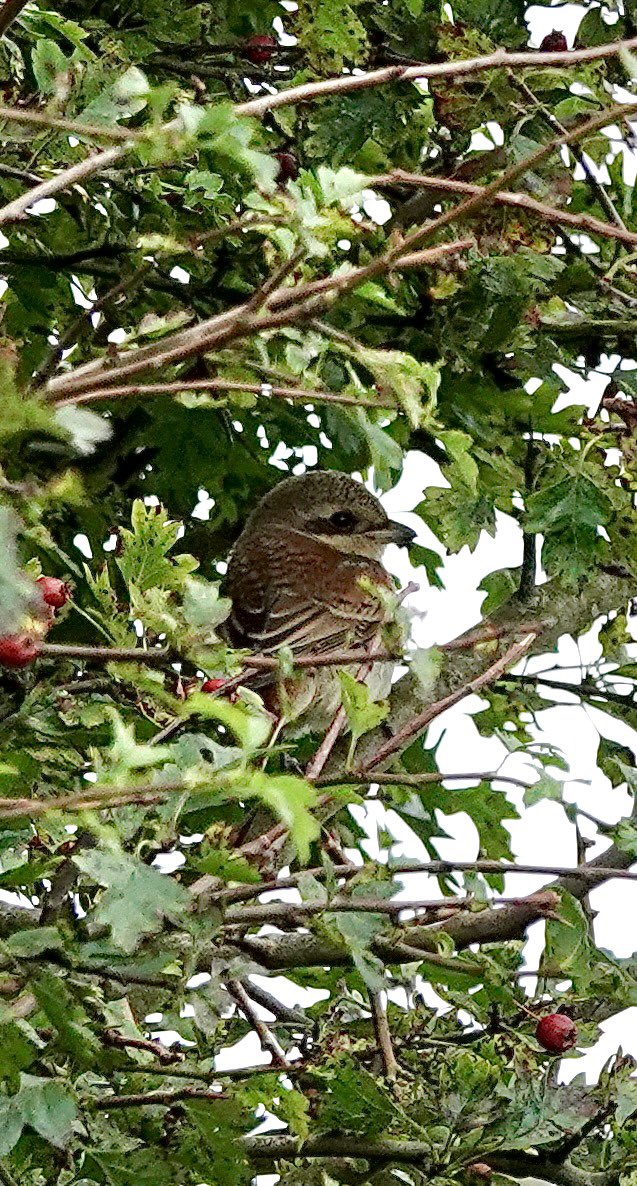 Andy Hill (@sheffandy) on Twitter photo Red-backed shrike hiding in the hawthorns this morning in Corner Field, Kilnsea <a href="/spurnbirdobs/">Spurn Bird Observatory</a> #spurnbirds Red-backed shrike hiding in the hawthorns this morning in Corner Field, Kilnsea <a href="/spurnbirdobs/">Spurn Bird Observatory</a> #spurnbirds