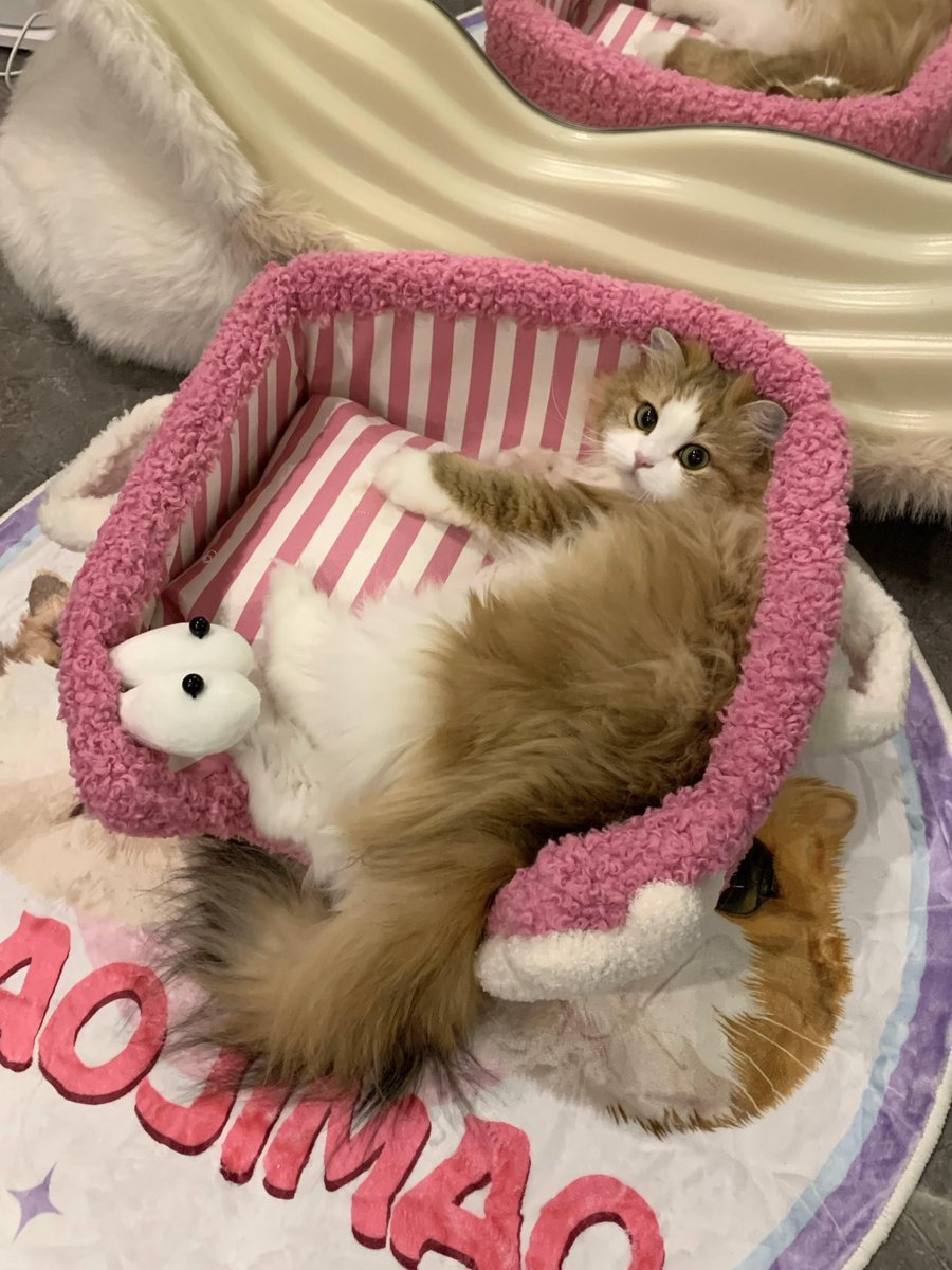 子猫の女の子の標準的な座り方
彼女は足を揃えることさえ知っています⸝⸝っ·̫ •⸝⸝ 😊