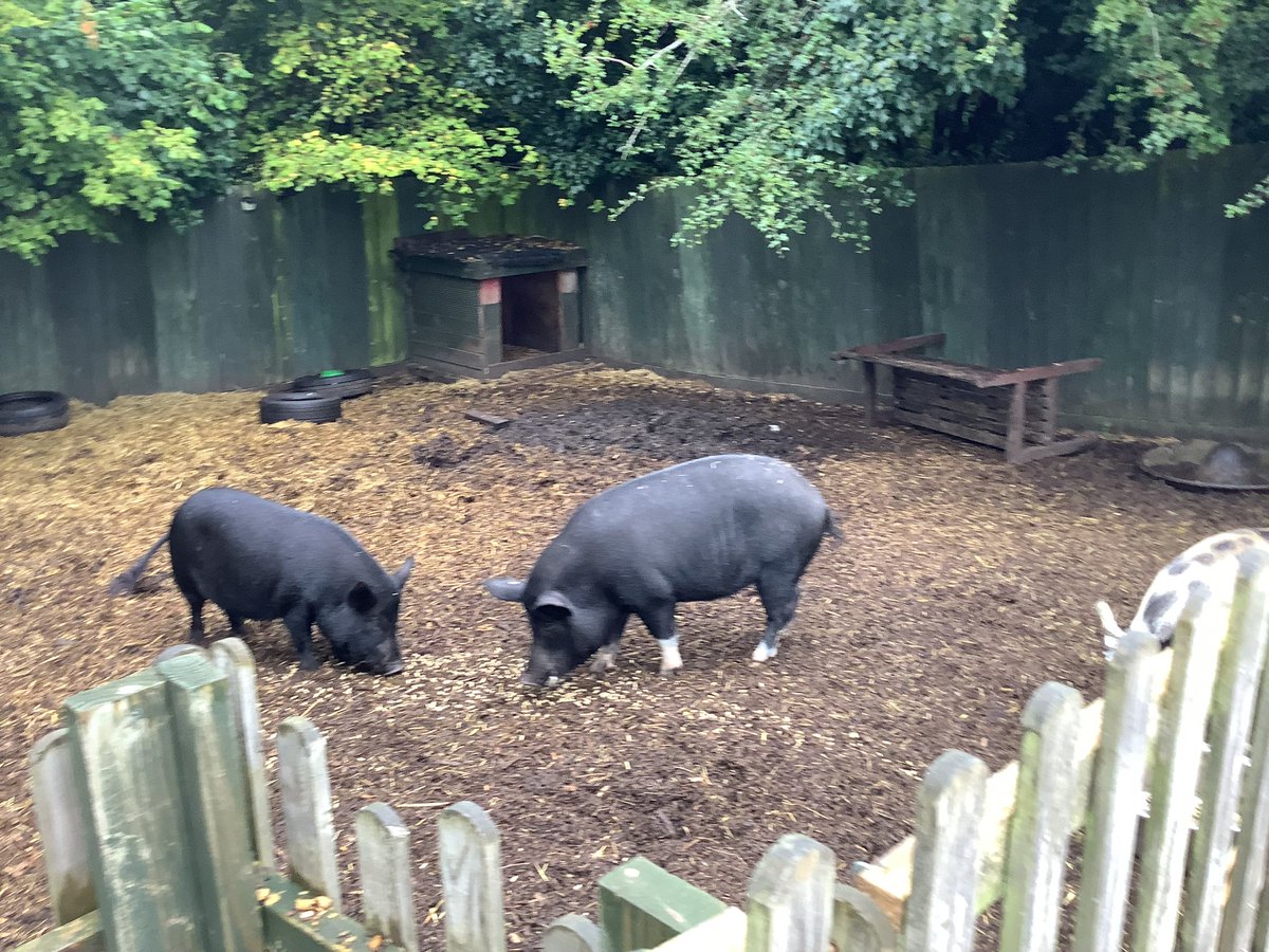 Watersidepigs tweet media