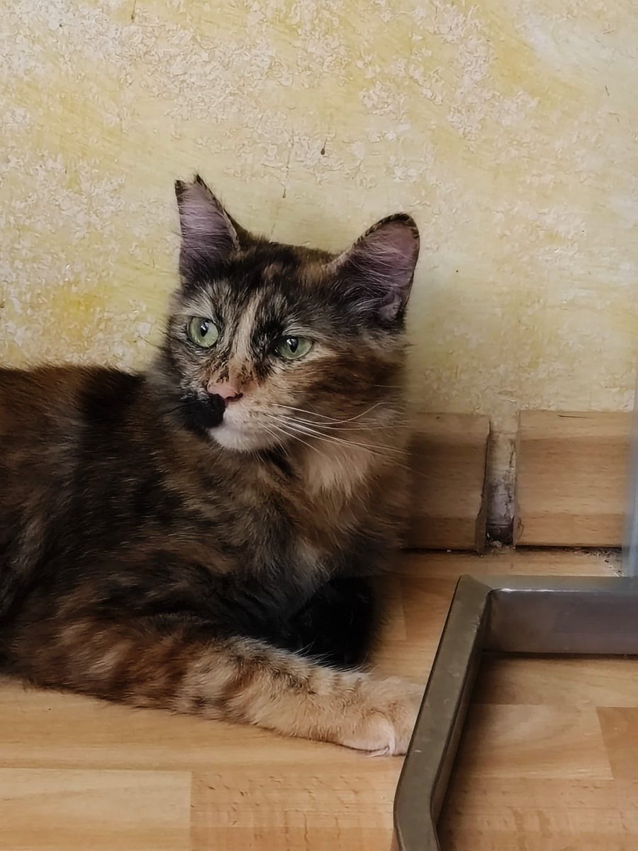 BigotisSos's tweet photo. Tina i Yoshi🧡
Busquem adopció responsable per aquestes preciositats d'any i mig, preferiblement una adopció conjunta o una casa on hi hagi un company felí.
Poden viatjar🚗
Per més info o adopció, escriu whatsapp al 611 262 013☎️
#ADOPTA #XarxaCatalunyaAdopcions #AdoptaGatos https://t.co/7P8agAoC48