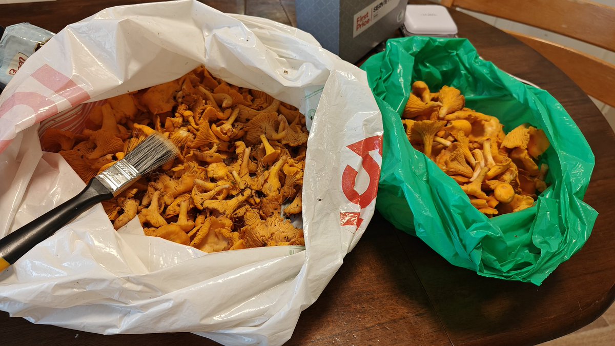 micropop77's tweet image. Det er den tida igjen 😊
#høst #sopp #kantarell