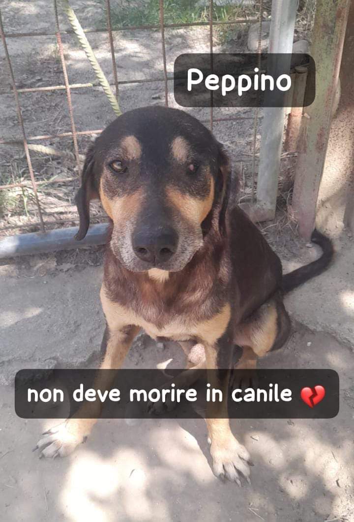 FiorellaArcodi1's tweet image. 💔PEPPINO SIMIL SEGUGIO 11 ANNI
CIECO DA UN OCCHIO    ORA E’ IN CANILE 

E’ stato trovato dal gestore del canile mentre cercava un altro cane che era stato segnalato.
Era accovacciato sul ciglio della strada, si contavano le ossa, non aveva quasi le forze di alzarsi…
Non ha…