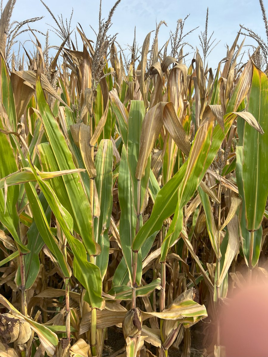 visionaryagron1's tweet image. Corn top-dieback describes the death of upper corn leaves.  It is likely caused by the plant removing nutrients and sugars needed to finish the developing grain (remobilization). Without functional upper leaves, remobilizing nutrients and sugars from the older root, stalk, and…