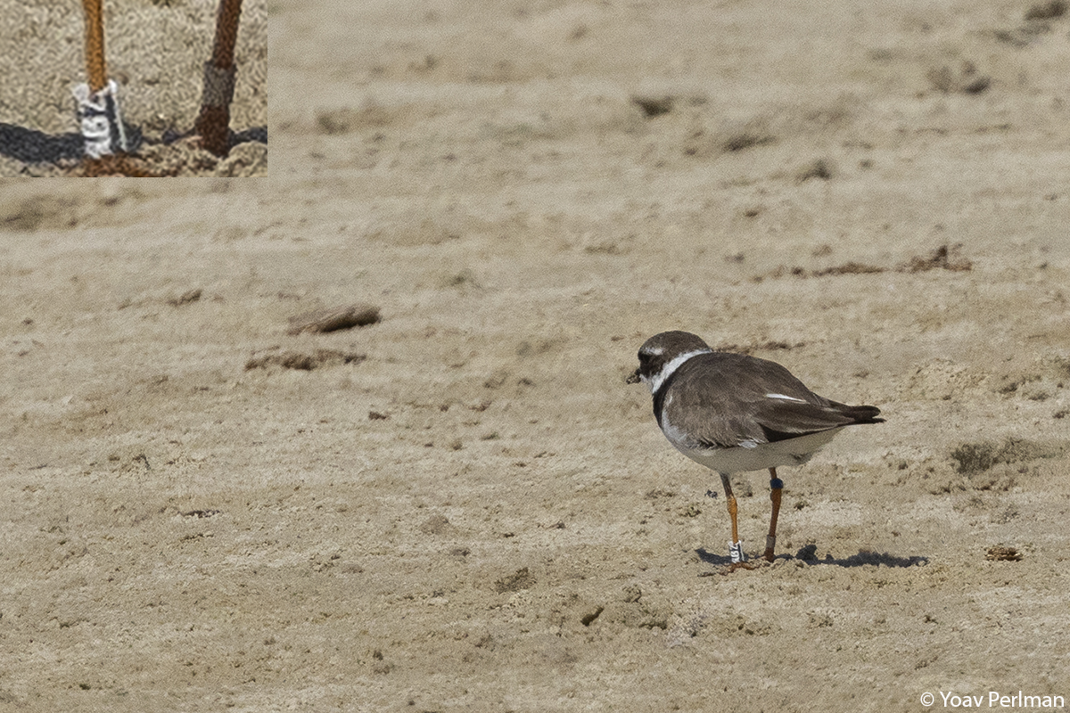 This morning during work in Maagan Michael I spotted this colour-ringed Ringed Plover. It had been ringed nearby by <a href="/YosefKiat/">Yosef Kiat</a> in October 2013! With foreign ringing recoveries coming from NE Asia, it is mindboggling to imagine the journeys this bird may have taken during its life