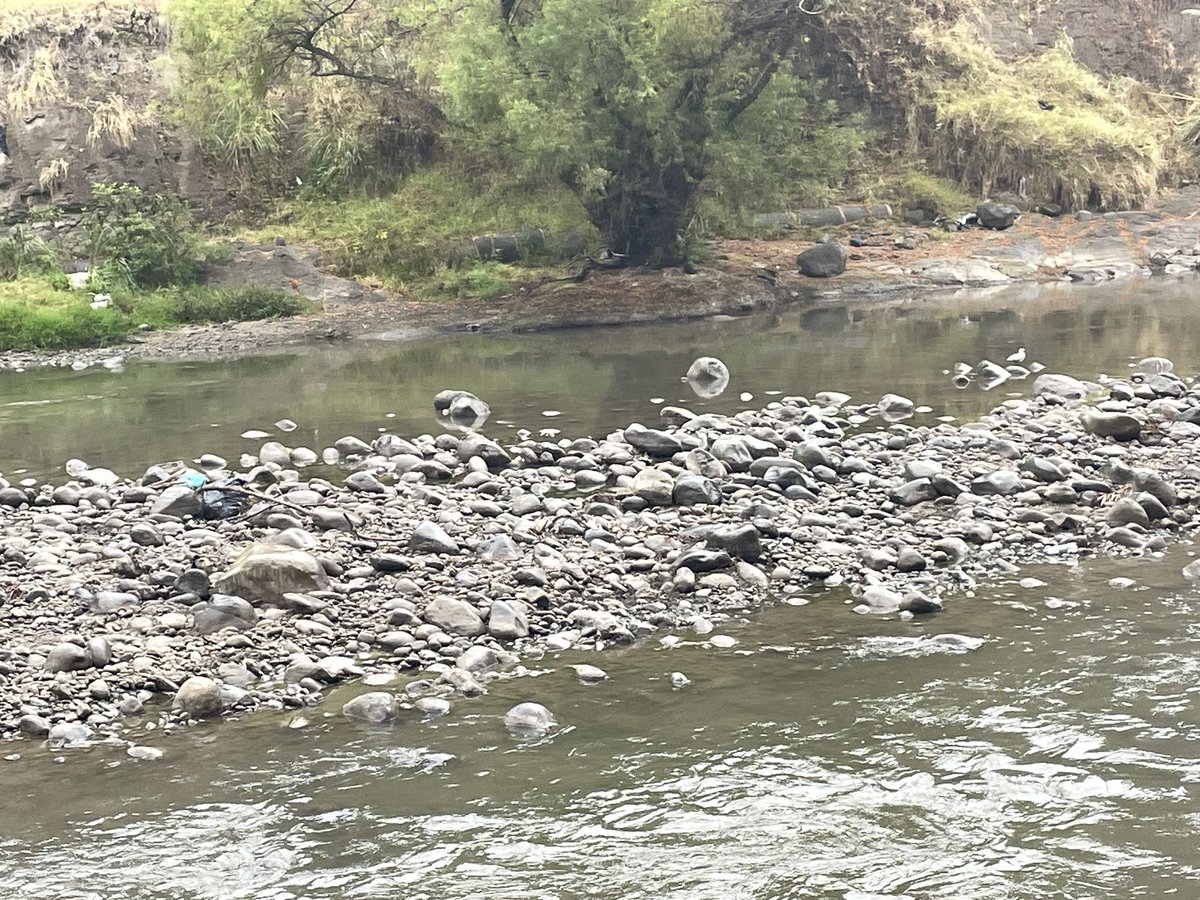 ache1978's tweet image. Hormiguitas queridas de la @emac_ep acoliten limpiando estas basuras del río en la calle Roma mientras todavía no ha recuperado su caudal 
Mil gracias