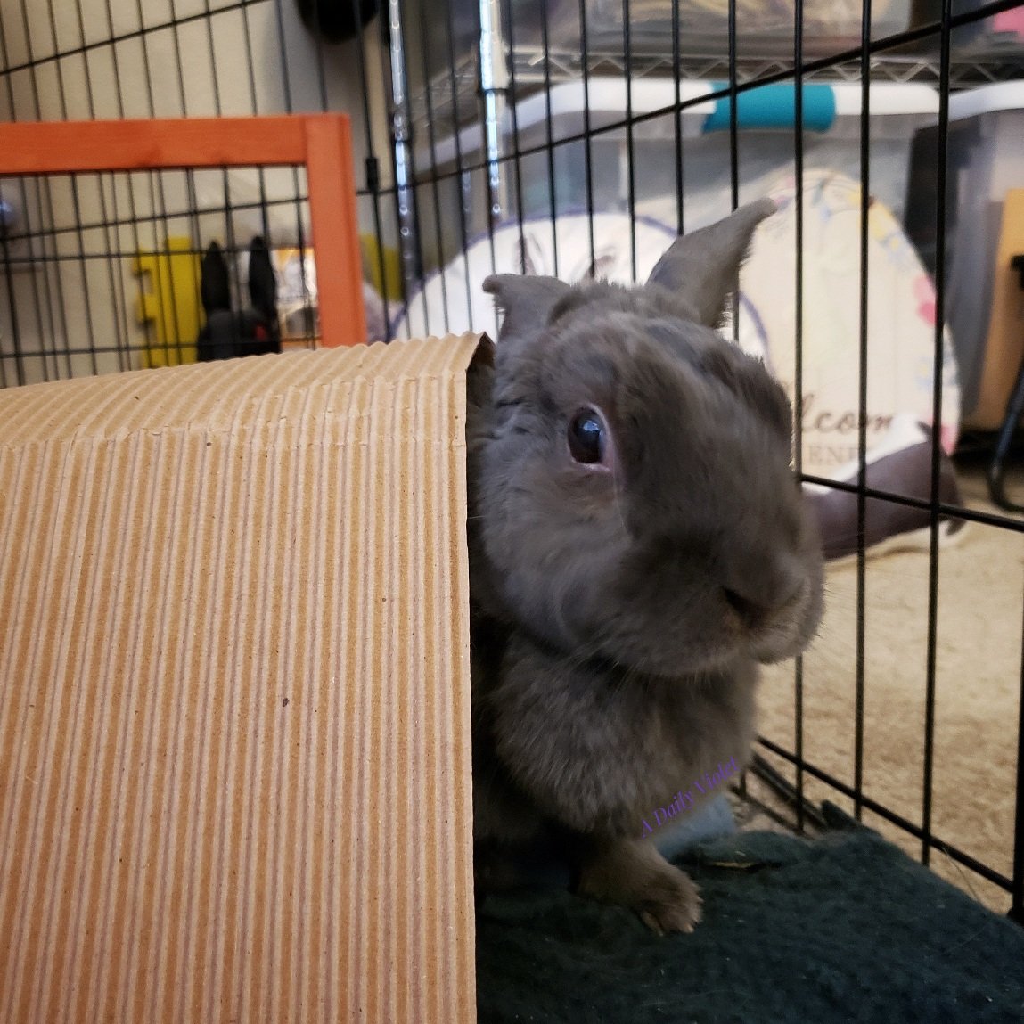 ADailyViolet1's tweet photo. Doing my best turtle impression π°ππ’
@TortoiseGatsby How's it look?
#FunnyBunny #aDailyViolet https://t.co/ooMIdKrrR4