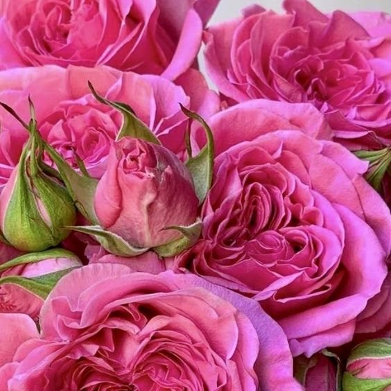 Pink flowers 🌺🌺🌺