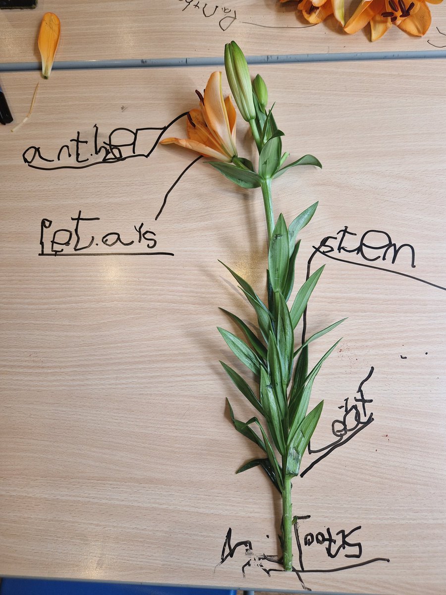 We have been learning about the different parts of a flower 🌼 today in the School House! #KnavesmireCharacter #Hardworking #Fun