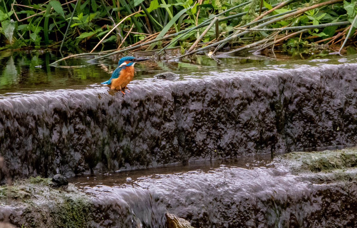 Daz72pix's tweet photo. Today’s Kingfisher action @CharlecoteNT https://t.co/Z90ELVsFxk