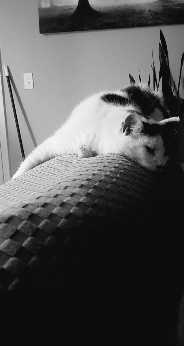 zuo_zhou's tweet photo. #CatsofTwittter 

#猫ちゃん 
#猫かわいいね 
#猫咪社区 
#blacka https://t.co/F7pLaFYNbW