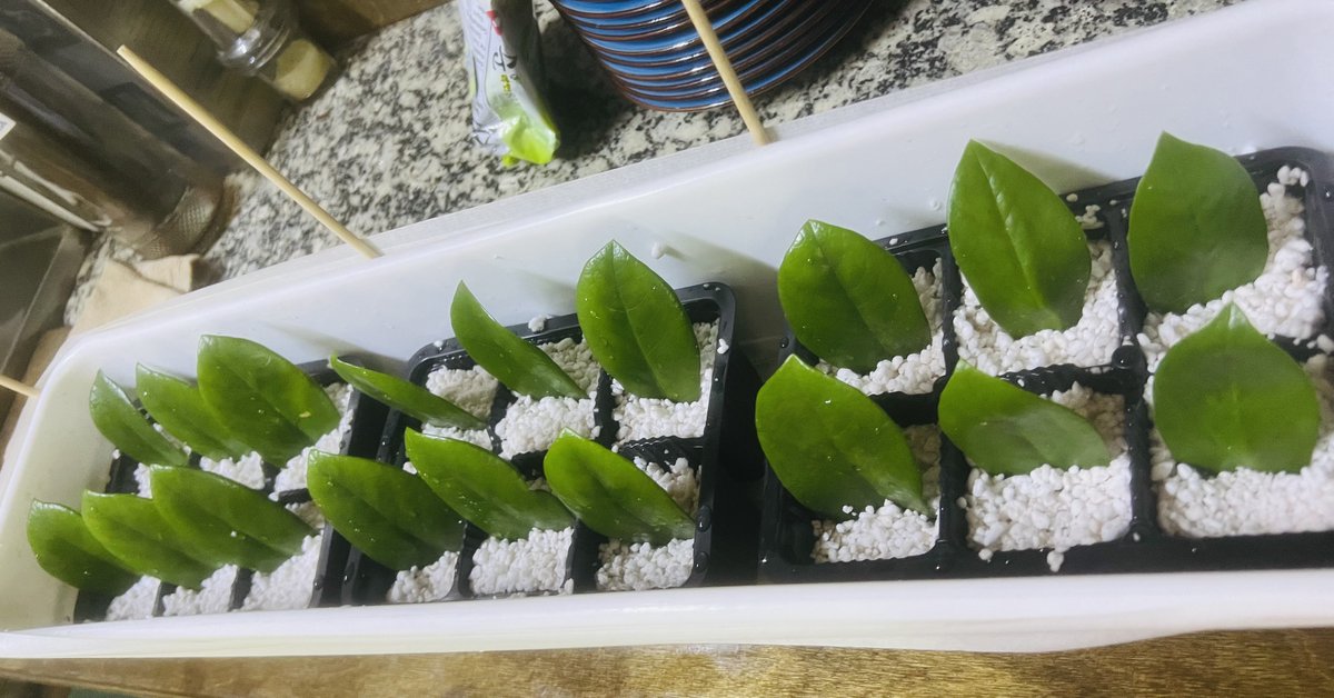 SumsarbekObbO's tweet image. Моя новая страсть) #Садоводство
В общем перемотрев десятки видое на ютубе решил за черенковать 18 листочков замиокулькоса (долларовое растение).

И все для новых хозяев Баан Баана)
Пусть утопают в зелени в прямом и переносном смысле 🙂

⬇️