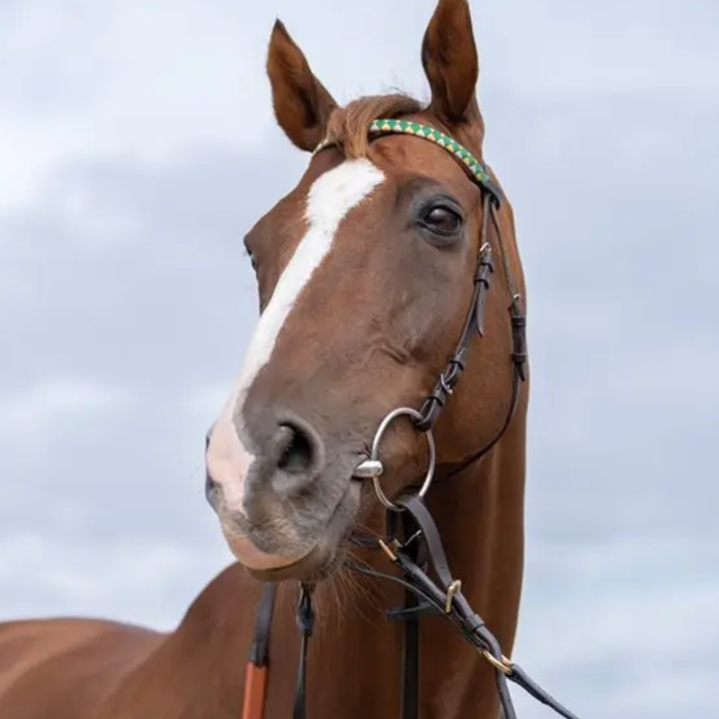RacingPost's tweet photo. 🗣 "He won us the Gold Cup on the track - but I think we've got just as much of a thrill out of what he's achieved since he retired"

Lewis Porteous catches up with Native River and the starstruck team around him

Read for free 👇
