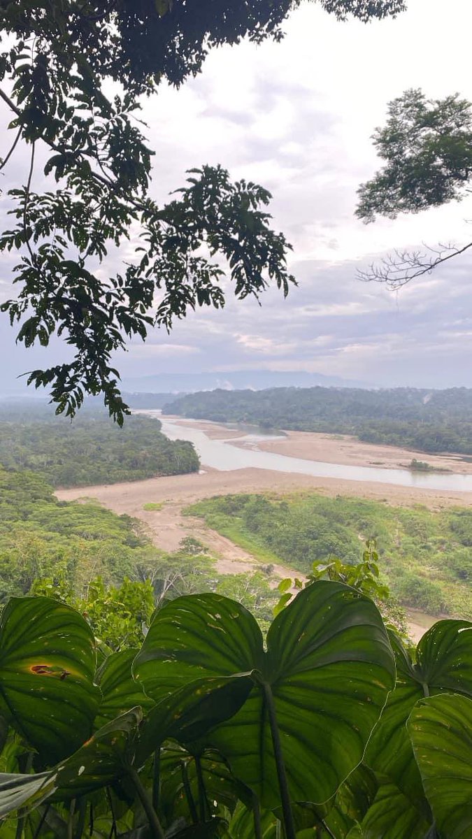 OriginalEcuador's tweet photo. Visit Minga Lodge &amp; Reserve where Amazonian culture meets Amazonian cuisine. 
Take part in a hands-on experience preparing “Maito,” a dish of freshwater fish wrapped in Bijao leaves and grilled to perfection. Also yucas just harvested, and chontacuros palm worms. 😋 https://t.co/XX6cso2BaF