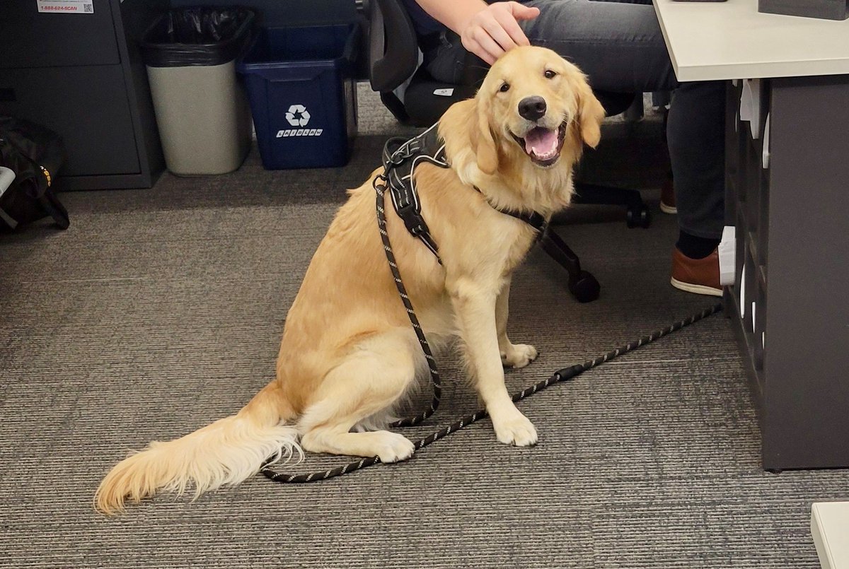 Dog Day at Ball Construction🐶
Once a year, our furry friends join us in the office and help us with our work for the day 😅
We’re not sure who was smiling more… the humans or the dogs!!