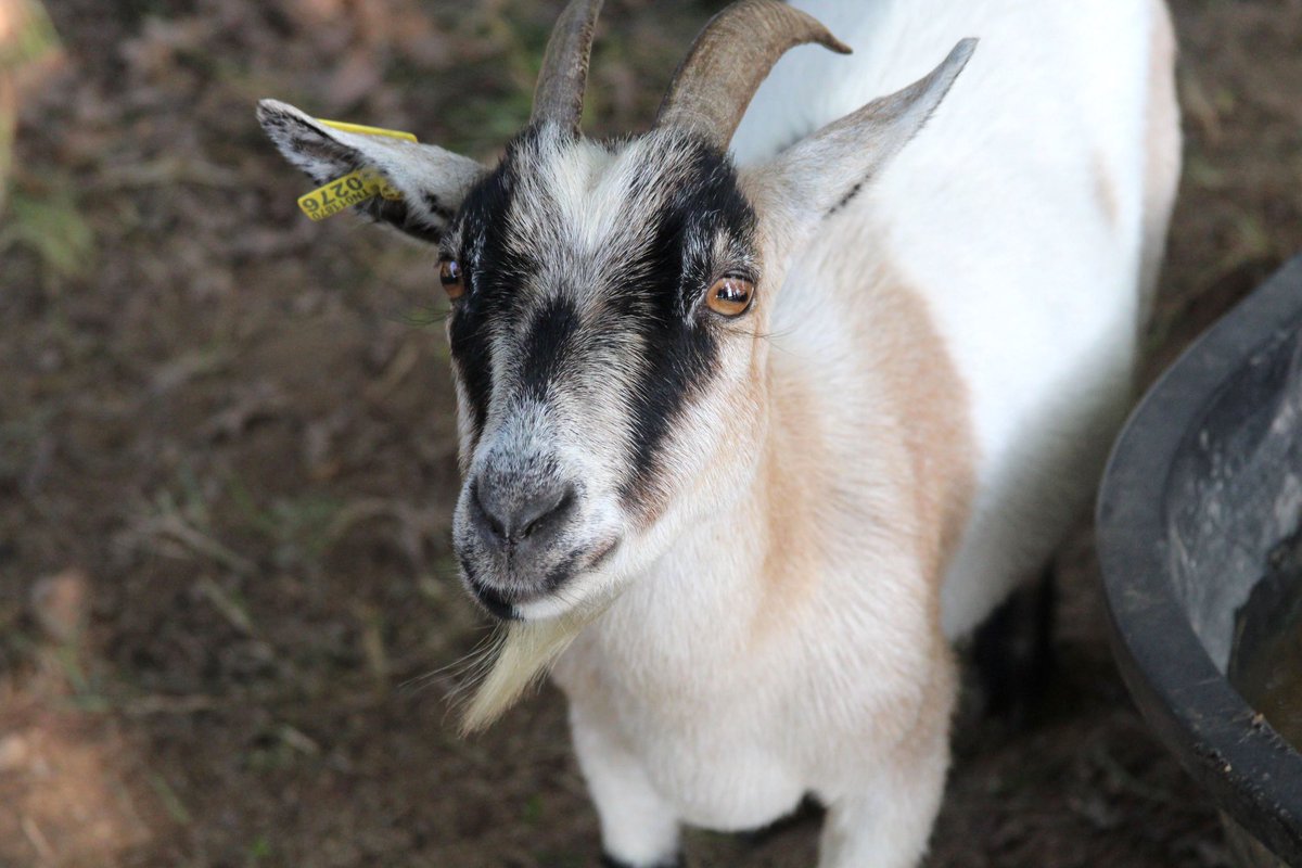 Digital Art &amp; Design Students in Level 2 enjoyed taking animal photos outside of Ravenwood today as the working <a href="/WCSedu/">WCS</a> goats trimmed up the brush! 🐐#outdoorphotography #ccte <a href="/wcsRHSccte/">RHS CCTE</a>