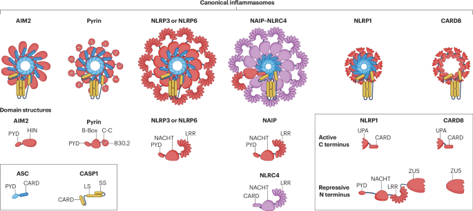 Nature Rev Immunol tweet media