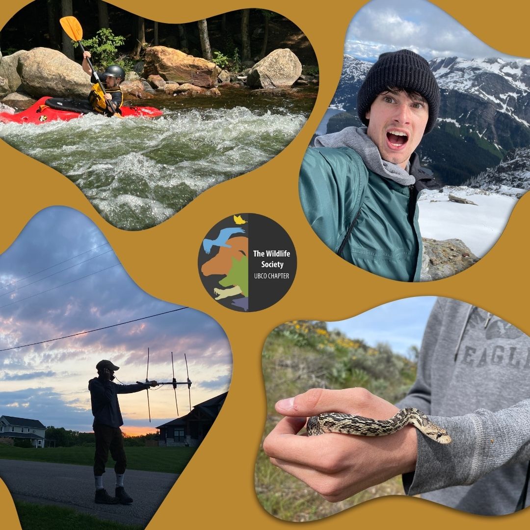 Happy Monday everyone, to kick off our executive team introductions we have Alex Heffernan, your president!

Learn more about Alex on our instagram: instagram.com/p/C_tFzJzvD5u/…

Stay safe and stay wild! 🌱🌲🦝

#thewildlifesociety #ubc #ubco #ubcokanagan #wildlife #suo