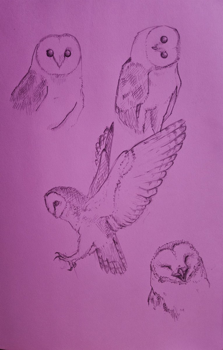 areplole's tweet photo. barn owls !!

I'm enjoying low stress sketchbooking a lot right now ! I'm just scrolling through Pinterest and drawing with no expectations https://t.co/QxVzyJCOAz