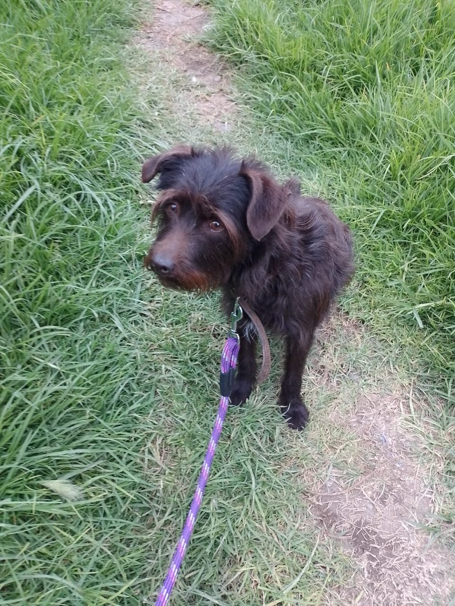 VIBRAmascotas's tweet photo. Tomasita sigue esperando una familia que le dé muchísimo amor 
Es talla mediana, muy tranquila, amigable 
Por favor 🙏🏽 adoptarla
#rt #AdoptaNoCompres 
Wats 5548724347 https://t.co/6XYAXSGMBD