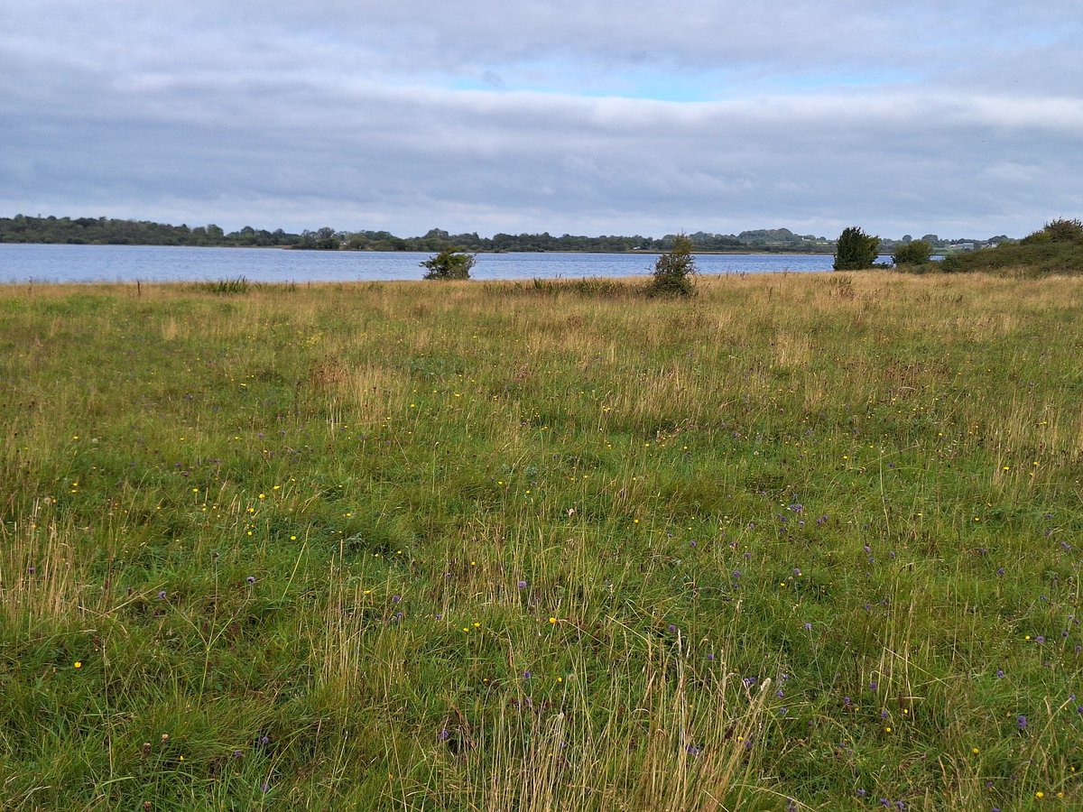 Had the great pleasure of visiting Inchbofin on Lough Ree today to meet Mike Connell and his son, Daniel.
This island is a great example of high nature value (HNV) farmland with superb species rich grassland and is a wonderful site for Breeding Waders.