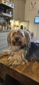 millypod1's tweet photo. π9 SEPT 2024 #Lost TEDDY SPROUT #ScanMe
Black & Tan Yorkshire Terrier Male
Off Holmfirth Road #A635 #Greenfield
Near Binn Green Carpark #OL3
#Oldham #GreaterManchester
https://t.co/Vk8IxeFGi6 https://t.co/V54Kswu74b