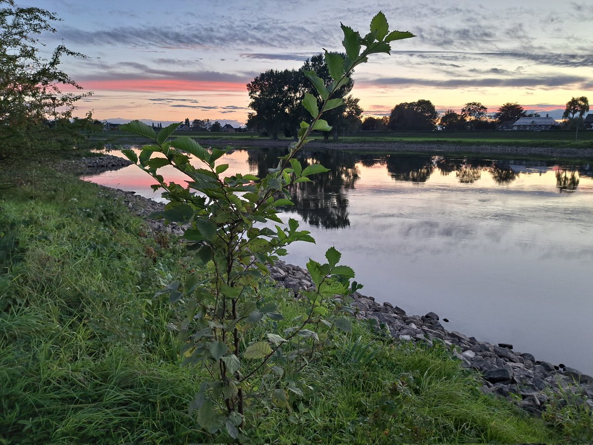 De iep is zo'n beetje verdwenen uit de uiterwaarden van Nederland. Wat is het dan leuk om zaailingen van een nabijgelegen zeer oude iep langs de IJssel tegen te komen!
