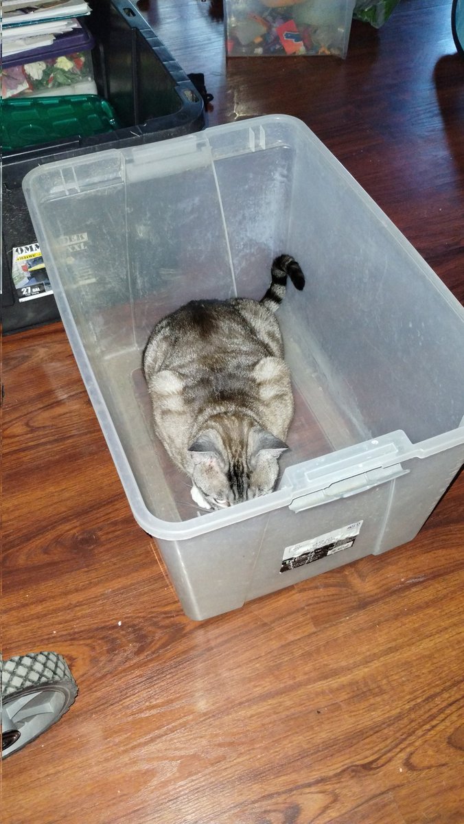 MarauderT5 tweet media