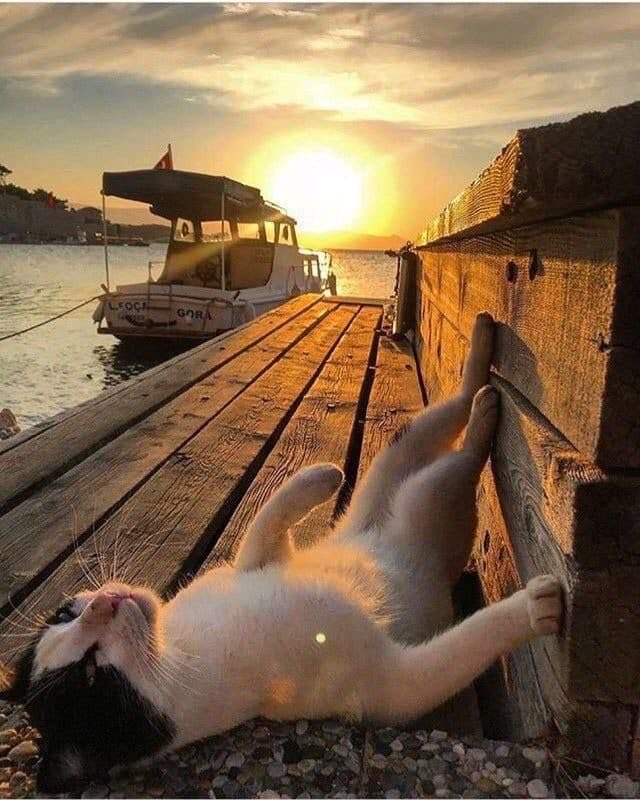 KatanaHugo's tweet image. Good evening my friends !
#photos #evening #sunset #cats