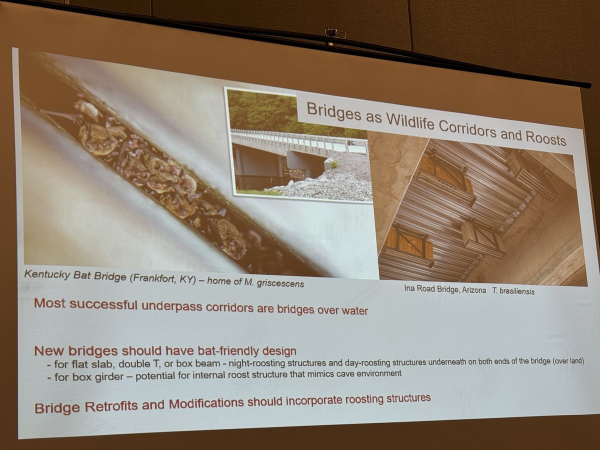 bethpratt's tweet image. Learning at #NETEC about how to build good wildlife crossing and transportation infrastructure projects with bats in mind. Fascinating stuff!